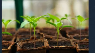 La importancia de la Innovación Agrícola Sustentable en la actualidad