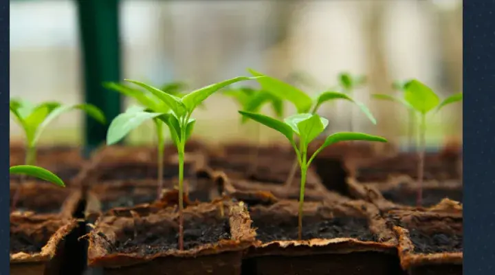 La importancia de la Innovación Agrícola Sustentable en la actualidad