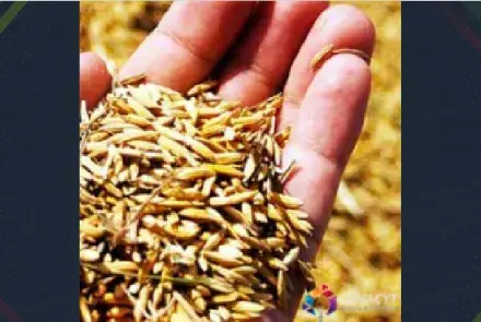 Convocatoria de apoyo a la investigación en materia agrícola, pecuaria, acuacultura, agrobiotecnología y recursos fitogenéticos